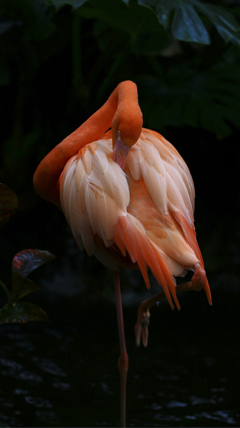 Beautiful Flamingo in Pond preview
