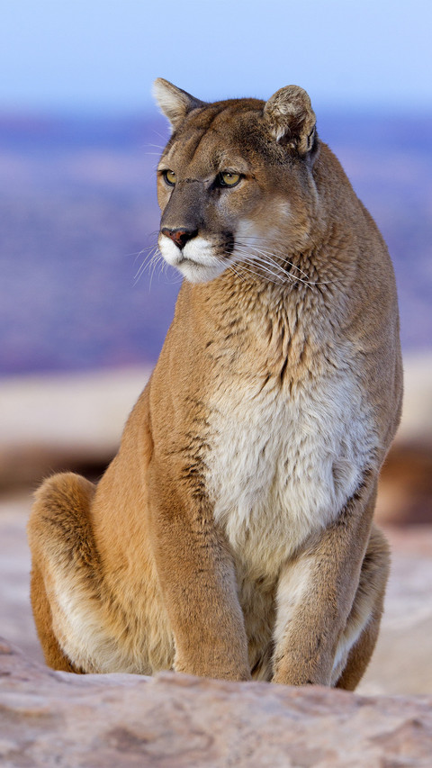 A good climbing animal preview