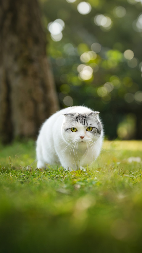 The superpowers of cats preview