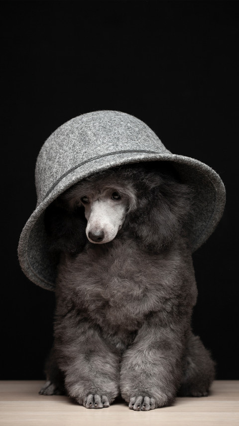 A grey hat and a grey dog preview