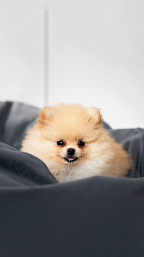 Young pomeranian on the bed preview