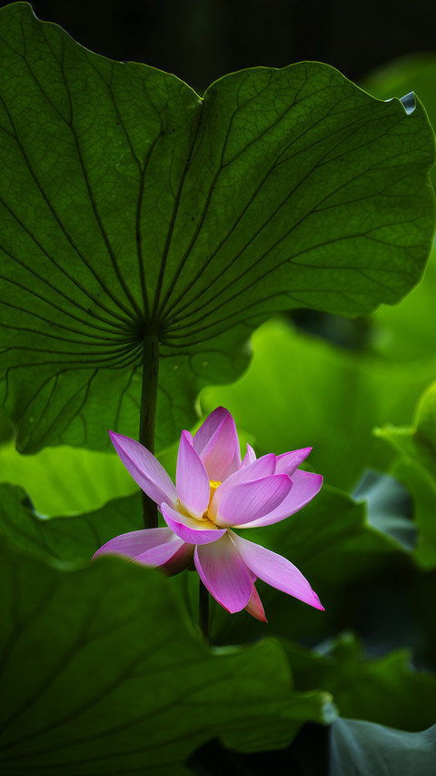 Blooming pink lotus flowers preview