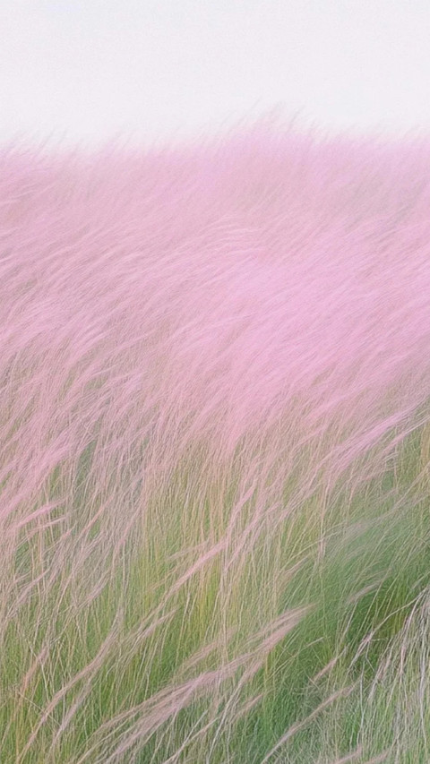Letter from the Wind preview