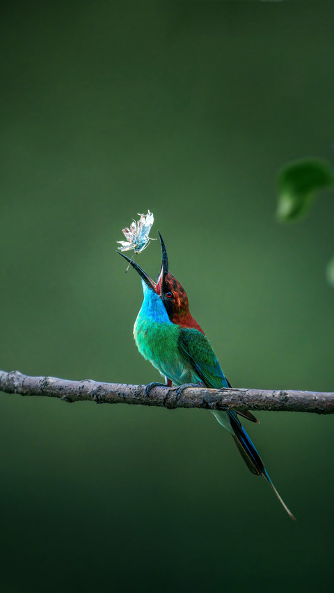 Why do hummingbirds dress up as men preview