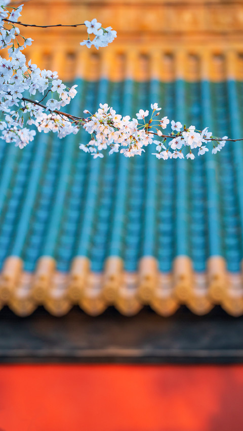Cherry Blossoms of Ancient Buildings preview