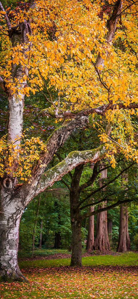 Beautiful Autumn-PAIXIN preview