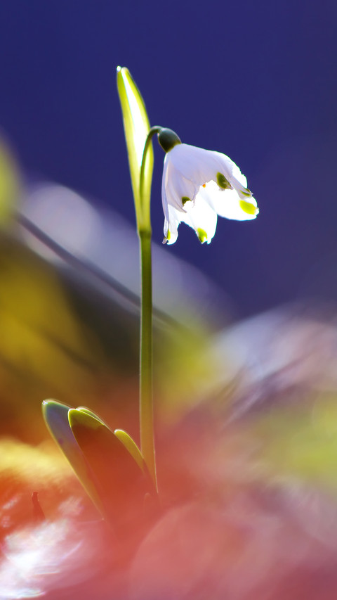 Spring scenery-31 preview