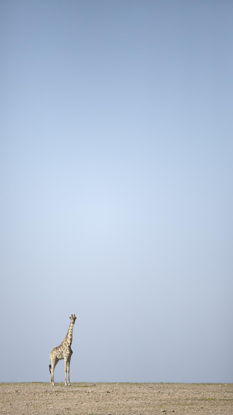 VCG41N655718162 preview