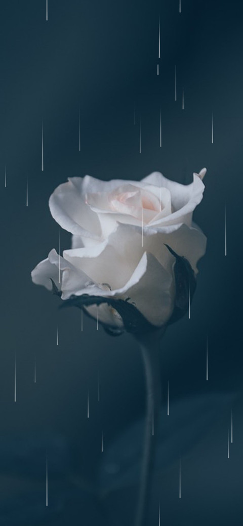 玫瑰花开 preview