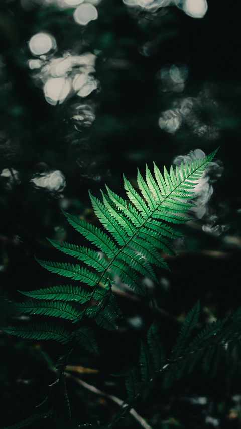 植物脉搏 preview