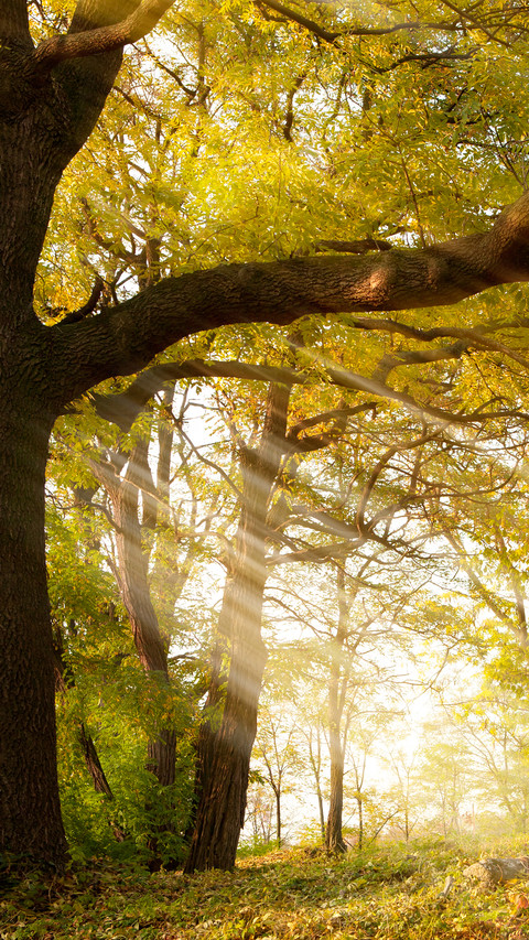 Green tree preview