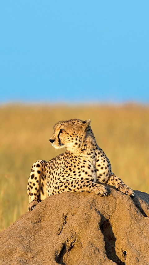 Cheetah lying on a rock in morning sun, Masai Mara, Kenya preview