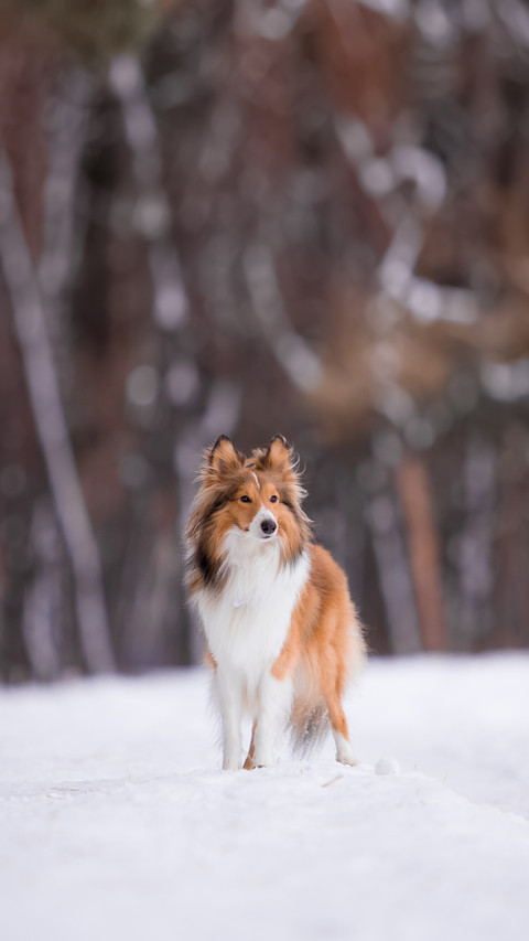 Sheltie Dog in the Winter Forest preview