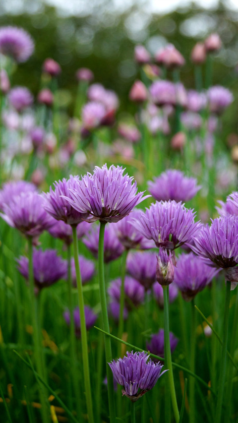Spring is here preview