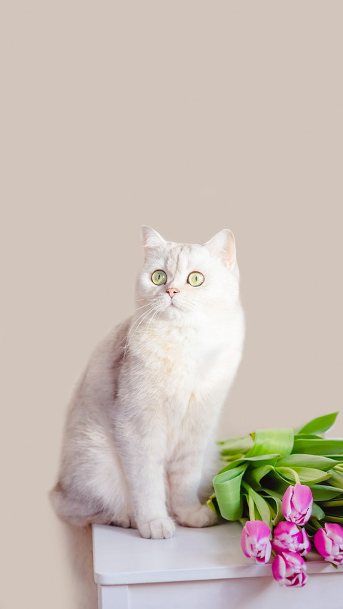 猫狗会如何共处 preview