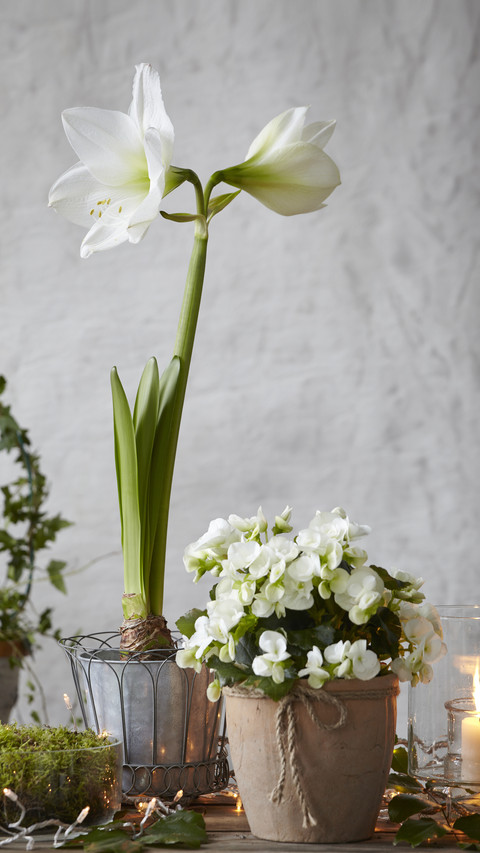 The 5 Most Concerned Issues for Flower Cultivation 91 preview