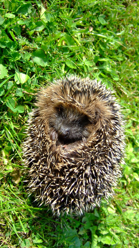 Hedgehog (3) preview