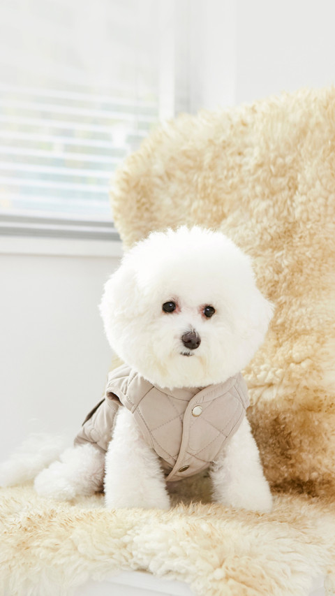 White Pet Bichon Frise's Cute Look preview