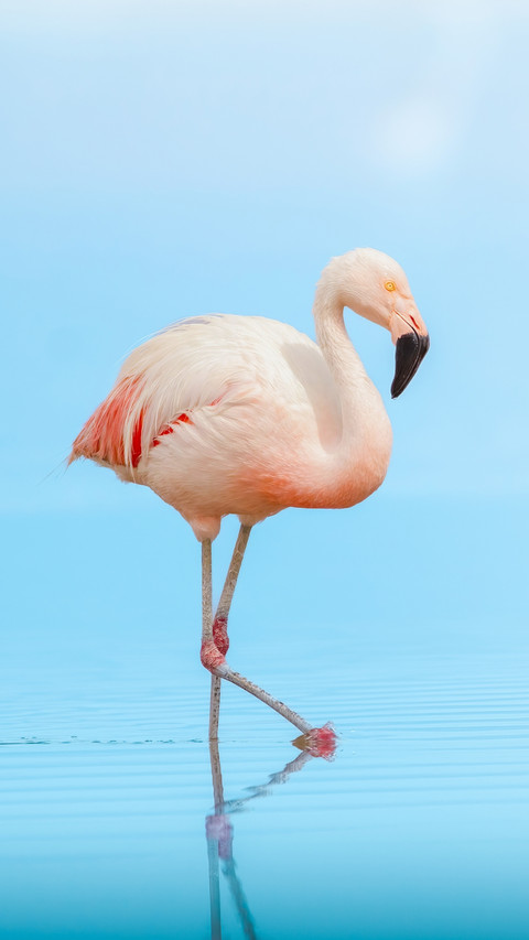 Elegant Flamingo Strides on Crystal Blue Water preview