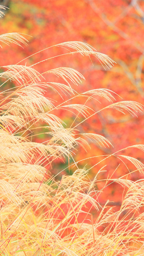 秋景如画 preview