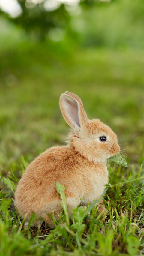 Rabbit preview