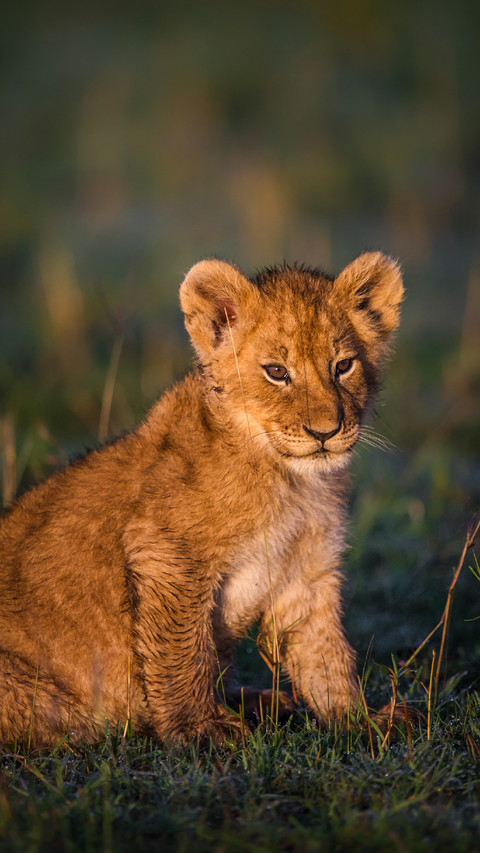 Cute Little Lion Sitting on The Grass preview