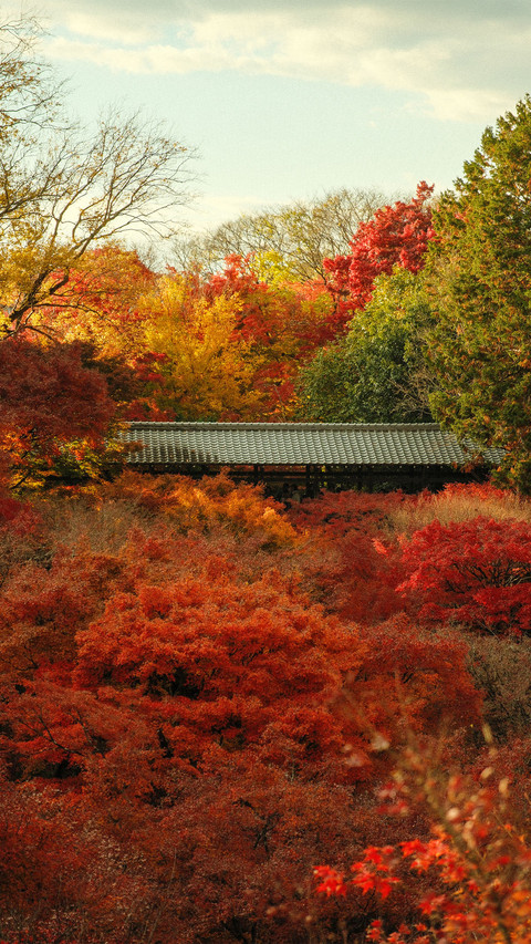 Maple leaves and a sky bridge preview