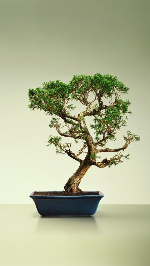 Bonsai modeling knowledge base 8 preview