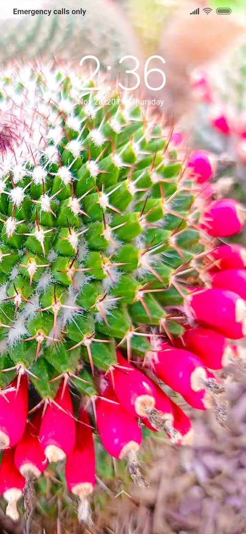 Modified Cactus_DWM3 preview