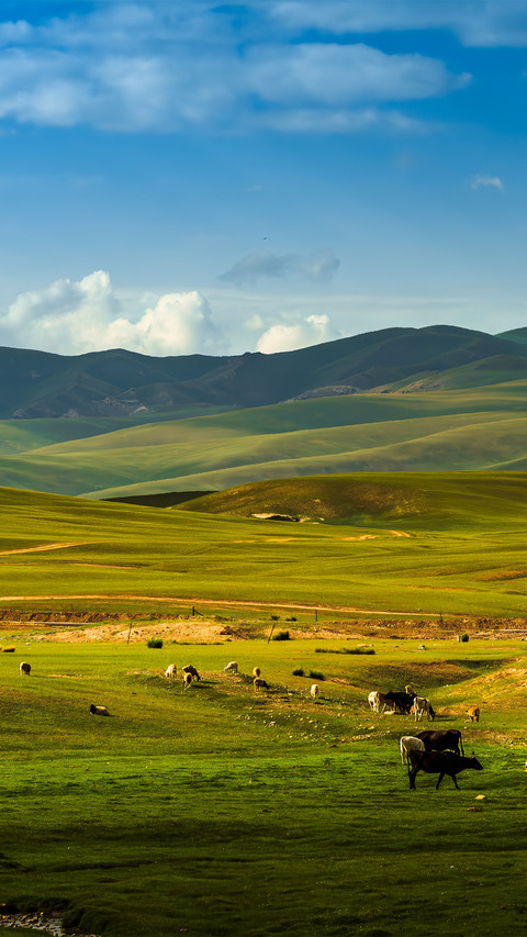 Cattle and sheep are raised on the grassland preview