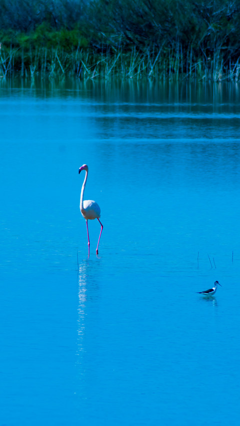 Bird Wallpaper preview