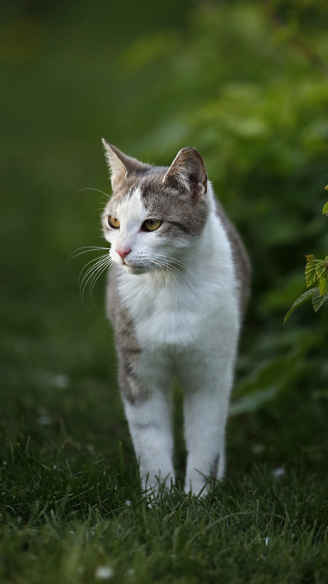 What wonderful gifts did your pet bring back 8 preview