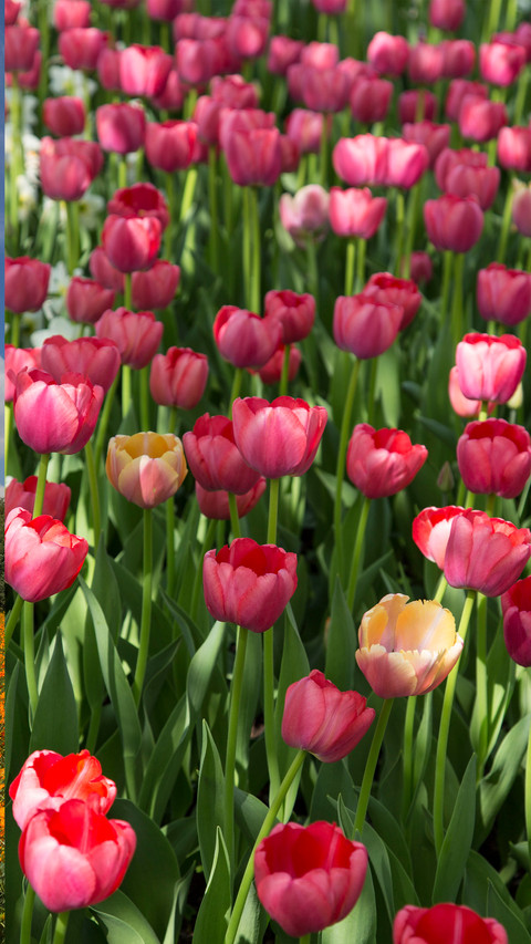 Spring is here preview