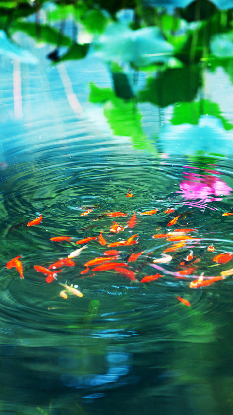 The goldfish in the pond preview