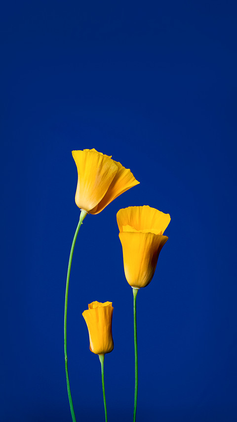 Still life, still life with flowers, yellow flowers preview