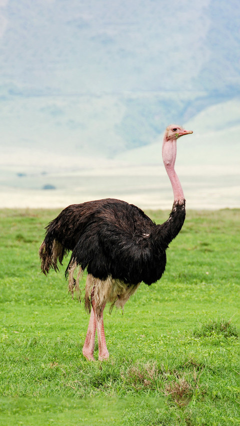 Ostriches bury their heads in the sand preview
