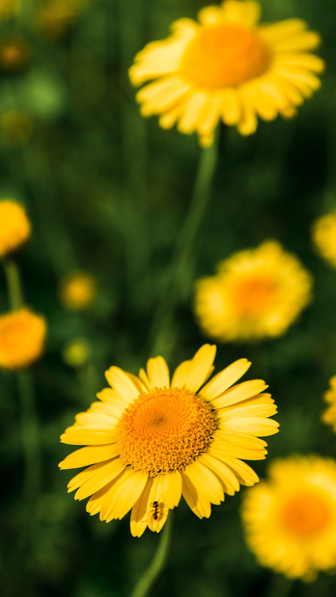 Spring scenery-07 preview