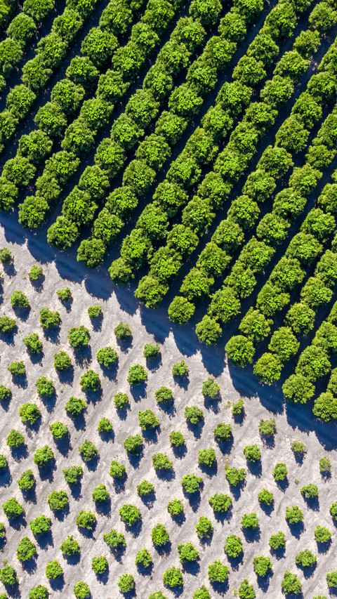 Aerial View of Orange Orchard Grapes preview