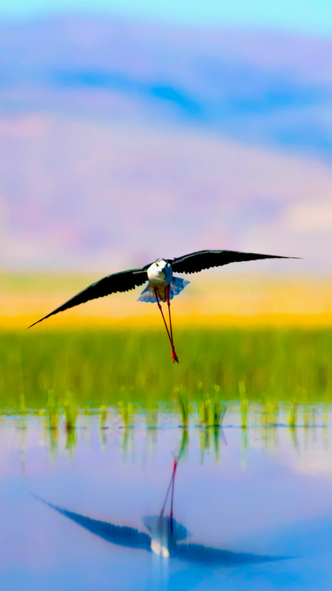 Bird Wallpaper preview