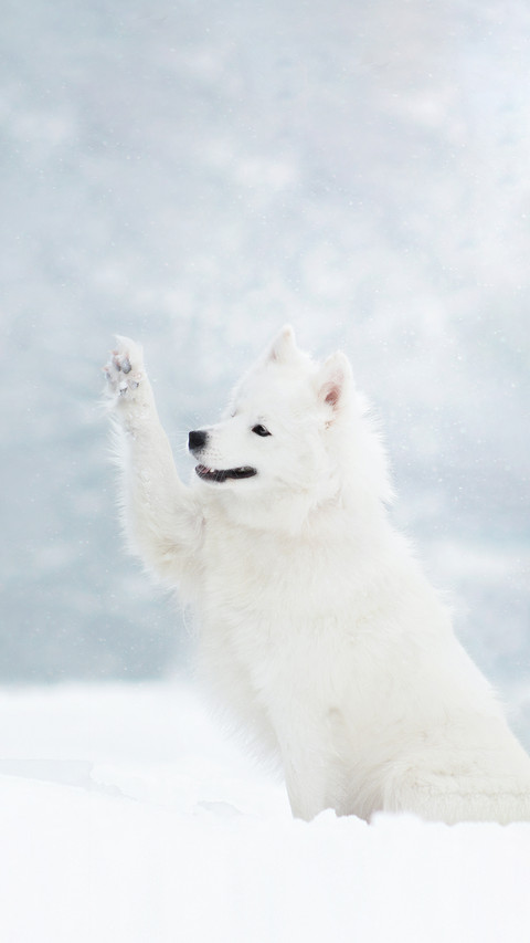 White Samoyed Dog in Winter Snow Nature Forest preview