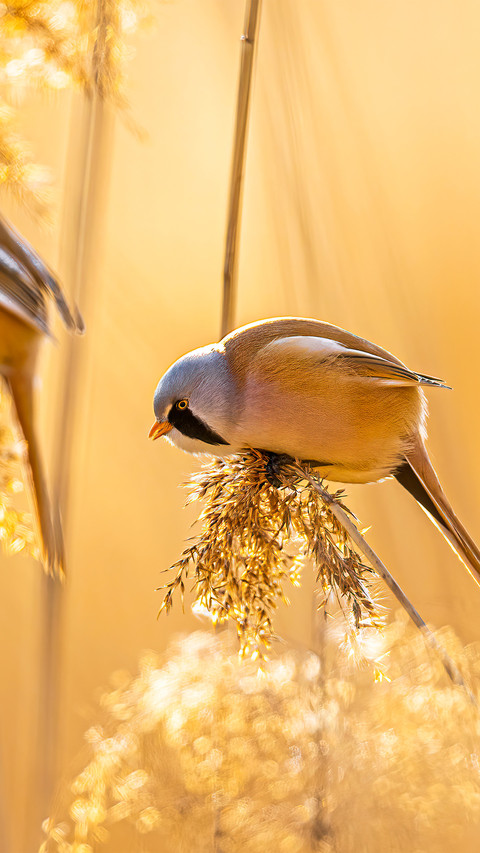 Even in the withered reeds there are still bearded preview