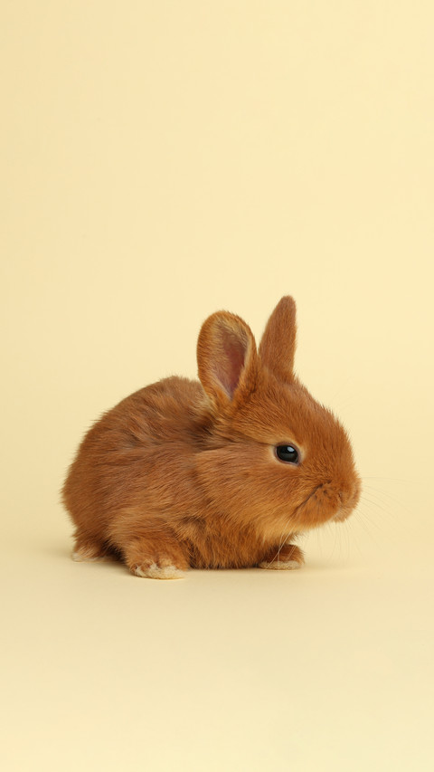 Adorable fluffy bunny on yellow background preview