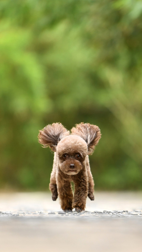 Aggressive Small Dog 29 preview