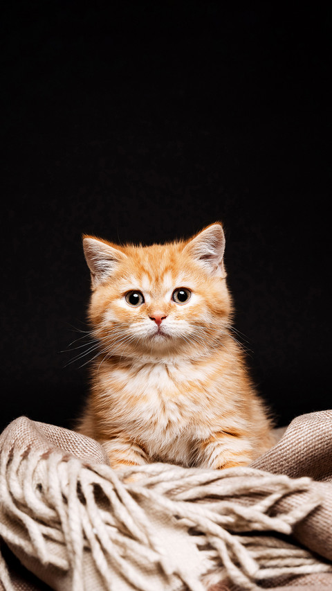 The red-haired cat sits alone on a black background preview