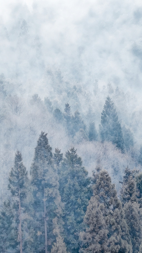 Cold Forest Mist preview