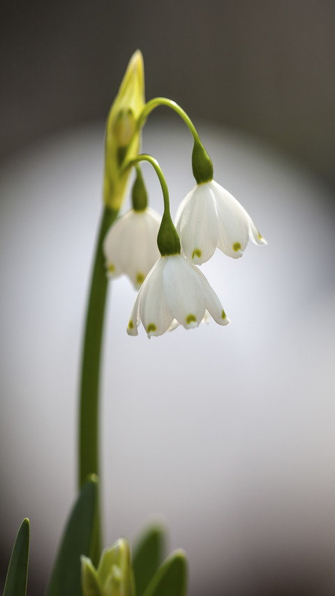 White Spring Snowflake Flowers Leucojum Vernum preview