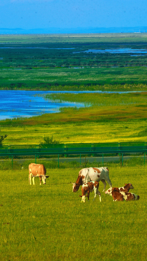 The pastoral song of the grassland and the intoxicating preview