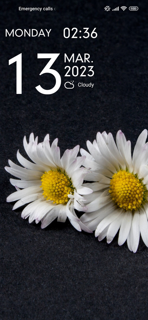 daisy pair preview