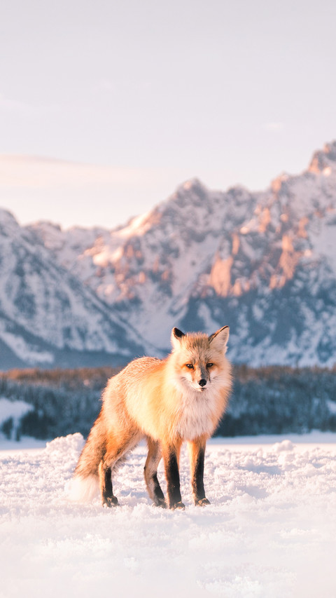 Jackson Hole Fox preview