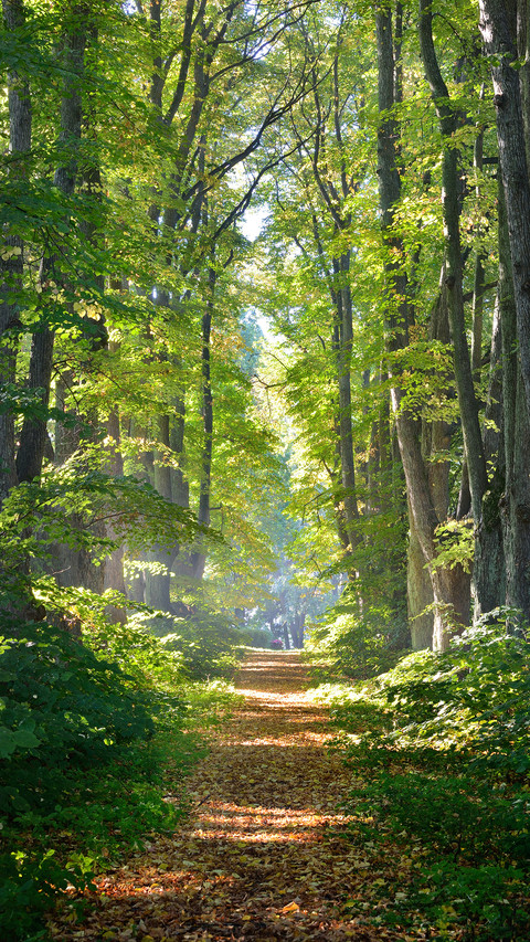 Forest Country preview
